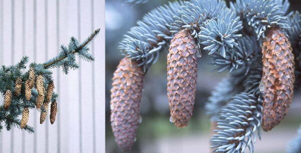 Picea pungens - Colorado Blue Spruce - Image 8