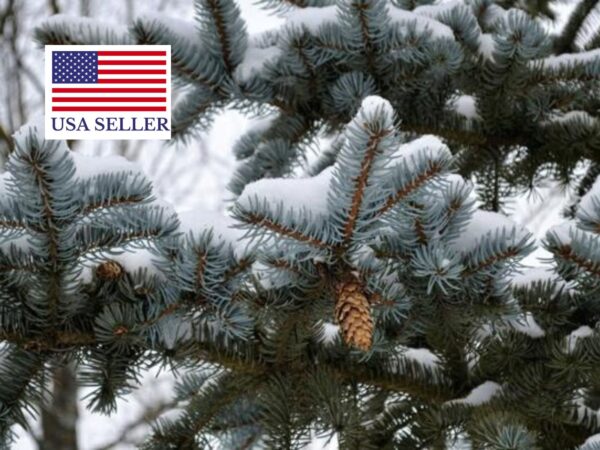 Picea pungens - Colorado Blue Spruce - Image 10