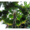 Pritchardia pacifica - Fiji Fan Palm