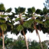 Pritchardia pacifica - Fiji Fan Palm - Image 2