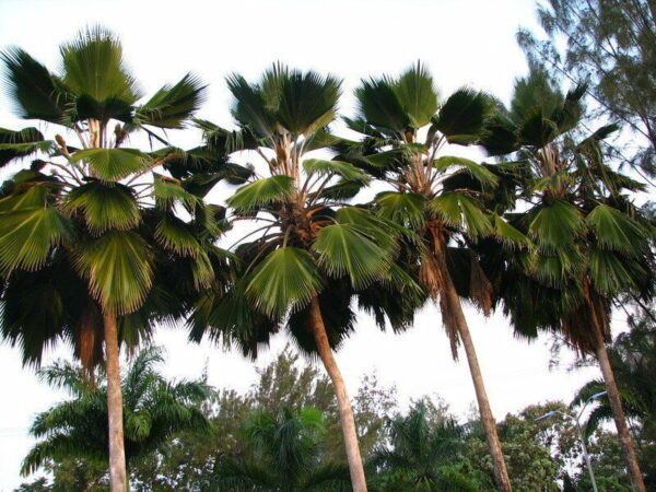 Pritchardia pacifica - Fiji Fan Palm - Image 2