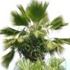 Pritchardia pacifica - Fiji Fan Palm - Image 3