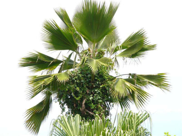 Pritchardia pacifica - Fiji Fan Palm - Image 3