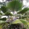 Pritchardia pacifica - Fiji Fan Palm - Image 4