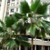 Pritchardia pacifica - Fiji Fan Palm - Image 5