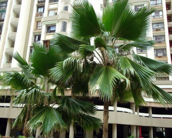 Pritchardia pacifica - Fiji Fan Palm - Image 5
