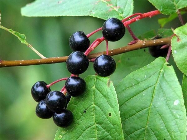 Prunus padus - Bird Cherry
