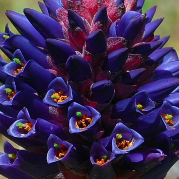 Puya venusta - Chagualillo