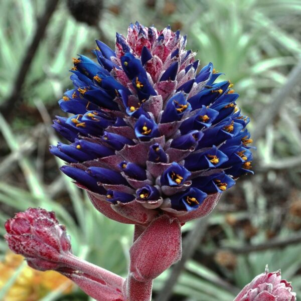 Puya venusta - Chagualillo - Image 5