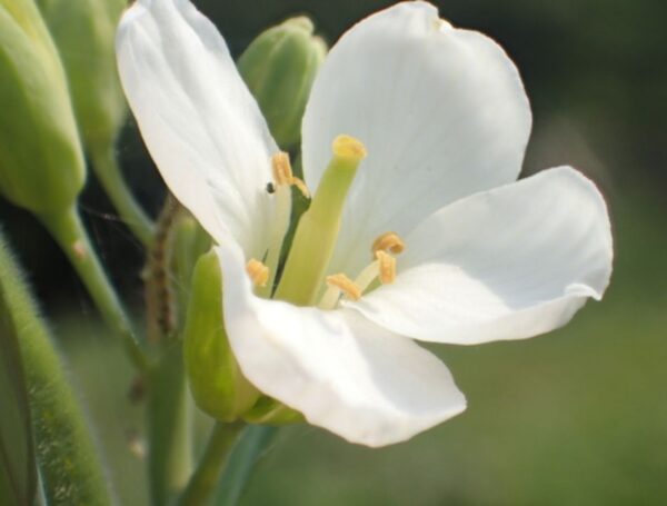 Raphanus raphanistrum subsp. sativus / Raphanus sativus var. longipinnatus - Daikon, Mooli - Image 4