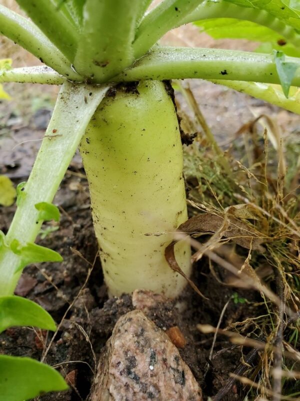 Raphanus raphanistrum subsp. sativus / Raphanus sativus var. longipinnatus - Daikon, Mooli - Image 5