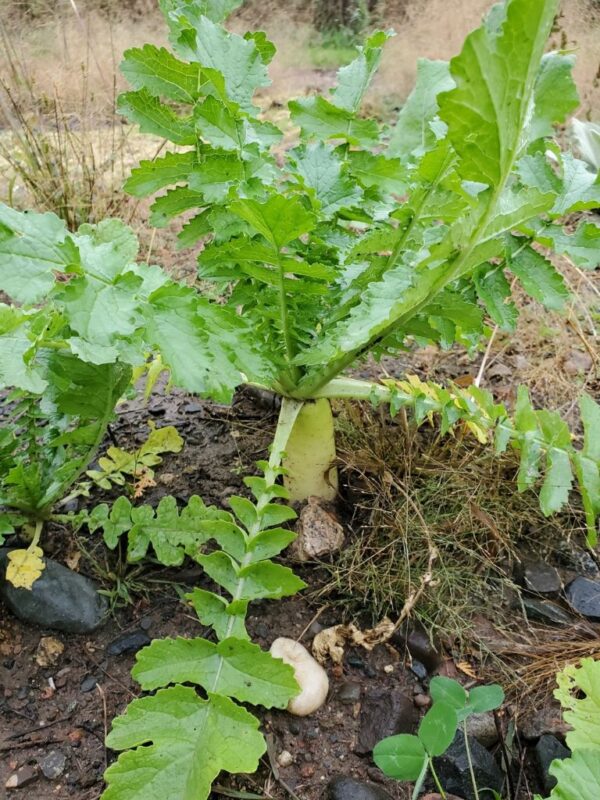 Raphanus raphanistrum subsp. sativus / Raphanus sativus var. longipinnatus - Daikon, Mooli - Image 6