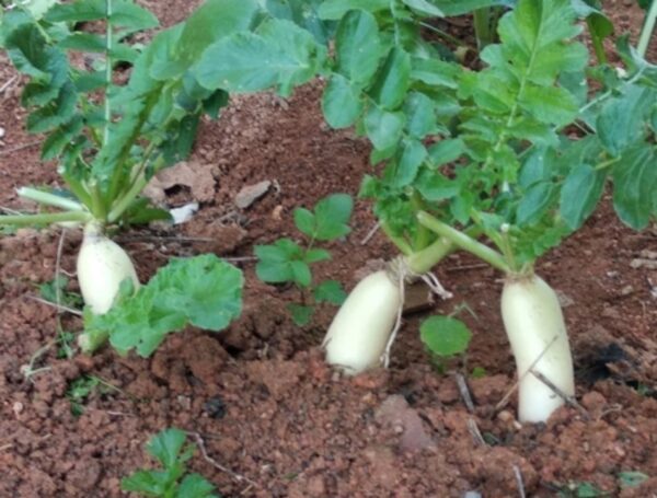 Raphanus raphanistrum subsp. sativus / Raphanus sativus var. longipinnatus - Daikon, Mooli - Image 7