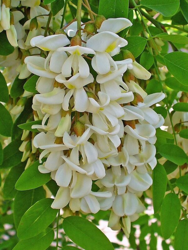 Robinia pseudoacacia - Black Locust