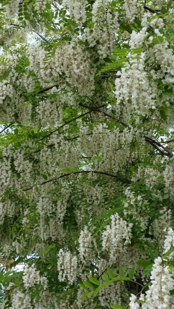 Robinia pseudoacacia - Black Locust - Image 3
