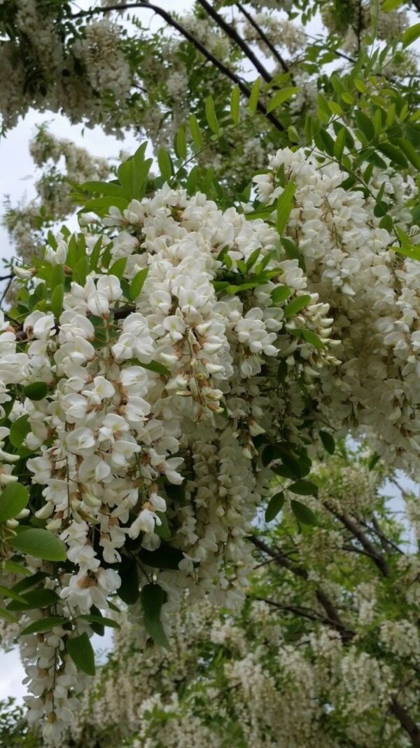 Robinia pseudoacacia - Black Locust - Image 4