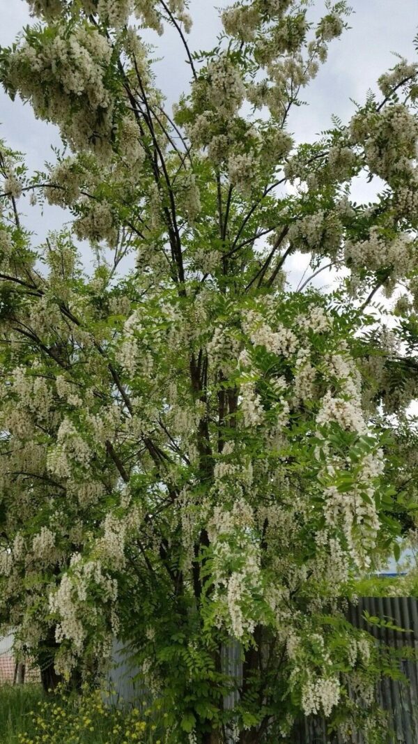 Robinia pseudoacacia - Black Locust - Image 5