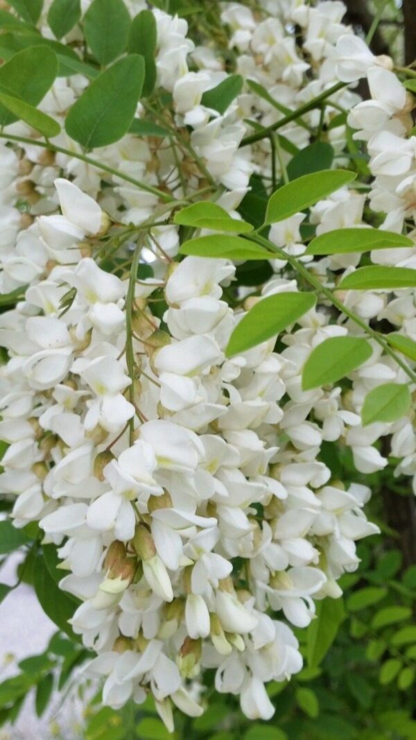 Robinia pseudoacacia - Black Locust - Image 6