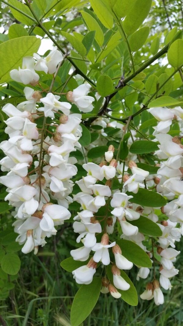 Robinia pseudoacacia - Black Locust - Image 7