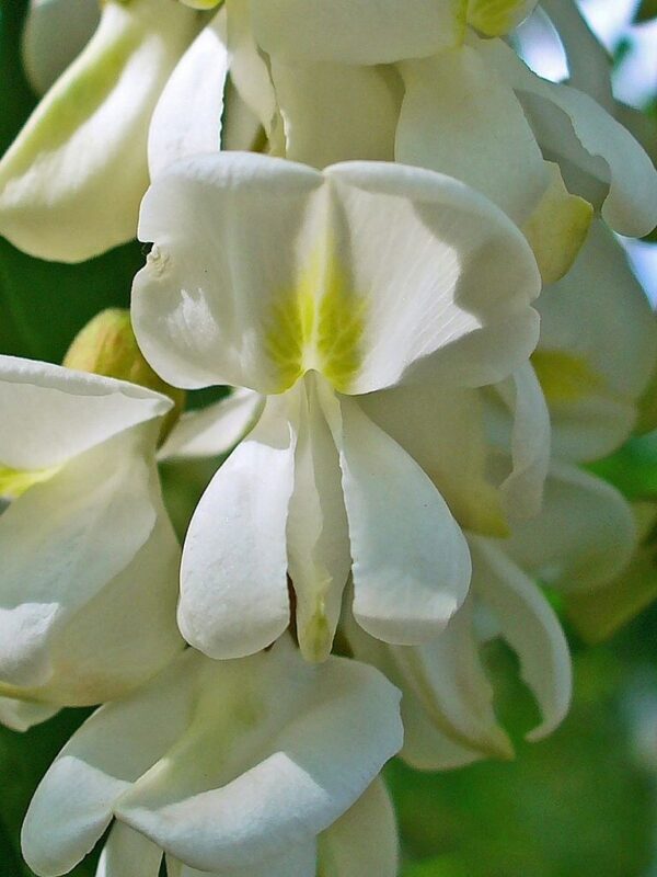 Robinia pseudoacacia - Black Locust - Image 8