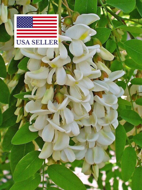 Robinia pseudoacacia - Black Locust - Image 9