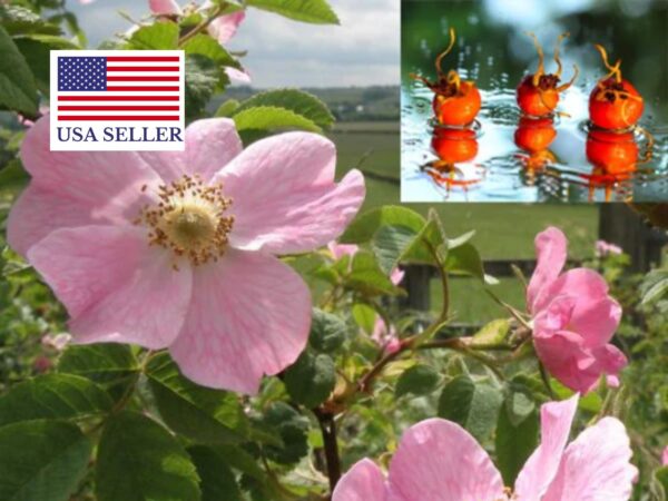 Rosa rubiginosa - Rosehip, eglantine, sweet briar rose, sweet brier, wein-rose - Image 11