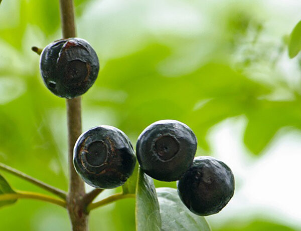 Santalum album - Indian Sandalwood, Sacred Timber