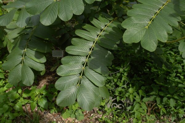 Senna alata / Cassia alata / Cassia bracteata - Candlestick Cassia, Candle Bush, Ringworm Bush, Emperor's Candlesticks - Image 3