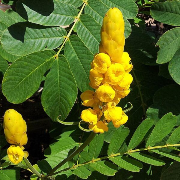 Senna alata / Cassia alata / Cassia bracteata - Candlestick Cassia, Candle Bush, Ringworm Bush, Emperor's Candlesticks - Image 4