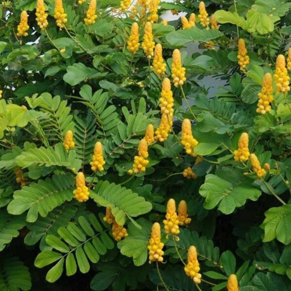 Senna alata / Cassia alata / Cassia bracteata - Candlestick Cassia, Candle Bush, Ringworm Bush, Emperor's Candlesticks - Image 6