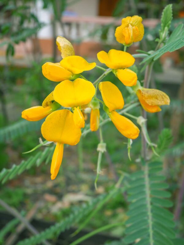 Sesbania sesban - Egyptian riverhemp
