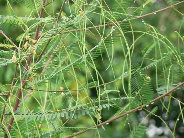 Sesbania sesban - Egyptian riverhemp - Image 11