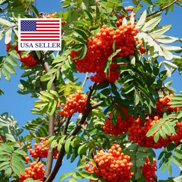 Sorbus aucuparia - Rowan Tree, Mountain Ash - Image 7