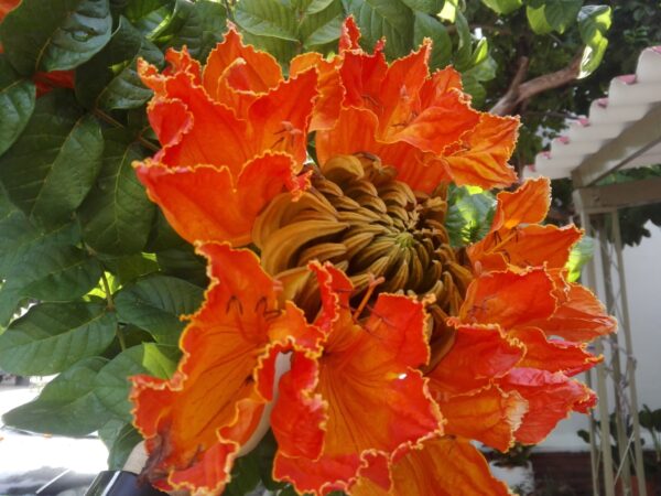 Spathodea campanulata / Spathodea nilotica - African Tulip Tree, Afrikanischer Tulpenbaum, Flame Tree, Flame-of-the-Forest, Kokoninsu, Nandi Flame, Tulipan, Tulipan Africano, Tulipier du Gabon