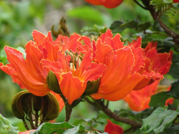 Spathodea campanulata / Spathodea nilotica - African Tulip Tree, Afrikanischer Tulpenbaum, Flame Tree, Flame-of-the-Forest, Kokoninsu, Nandi Flame, Tulipan, Tulipan Africano, Tulipier du Gabon - Image 2