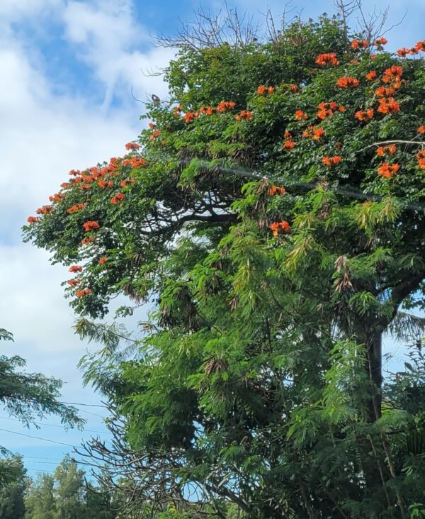 Spathodea campanulata / Spathodea nilotica - African Tulip Tree, Afrikanischer Tulpenbaum, Flame Tree, Flame-of-the-Forest, Kokoninsu, Nandi Flame, Tulipan, Tulipan Africano, Tulipier du Gabon - Image 3