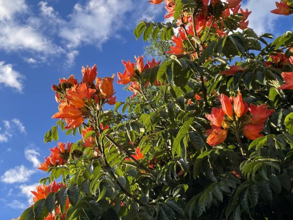 Spathodea campanulata / Spathodea nilotica - African Tulip Tree, Afrikanischer Tulpenbaum, Flame Tree, Flame-of-the-Forest, Kokoninsu, Nandi Flame, Tulipan, Tulipan Africano, Tulipier du Gabon - Image 4