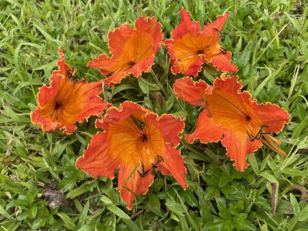 Spathodea campanulata / Spathodea nilotica - African Tulip Tree, Afrikanischer Tulpenbaum, Flame Tree, Flame-of-the-Forest, Kokoninsu, Nandi Flame, Tulipan, Tulipan Africano, Tulipier du Gabon - Image 5