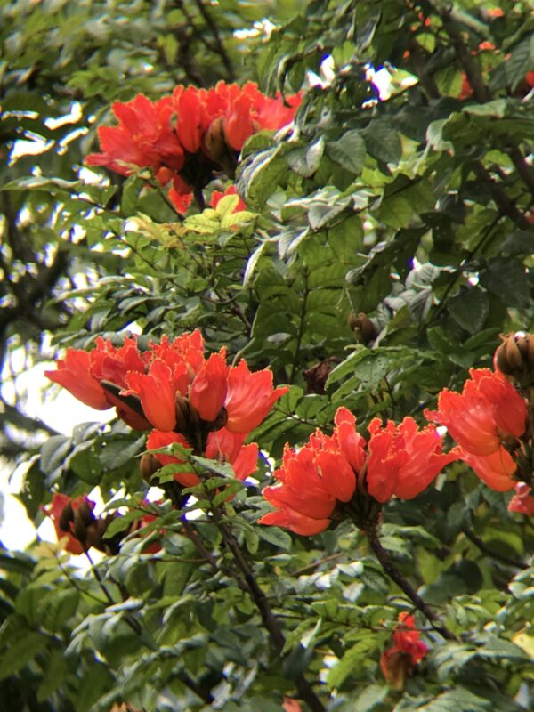 Spathodea campanulata / Spathodea nilotica - African Tulip Tree, Afrikanischer Tulpenbaum, Flame Tree, Flame-of-the-Forest, Kokoninsu, Nandi Flame, Tulipan, Tulipan Africano, Tulipier du Gabon - Image 7