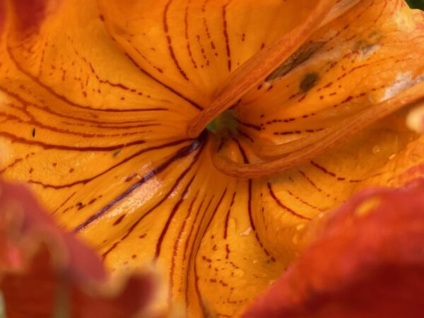 Spathodea campanulata / Spathodea nilotica - African Tulip Tree, Afrikanischer Tulpenbaum, Flame Tree, Flame-of-the-Forest, Kokoninsu, Nandi Flame, Tulipan, Tulipan Africano, Tulipier du Gabon - Image 9