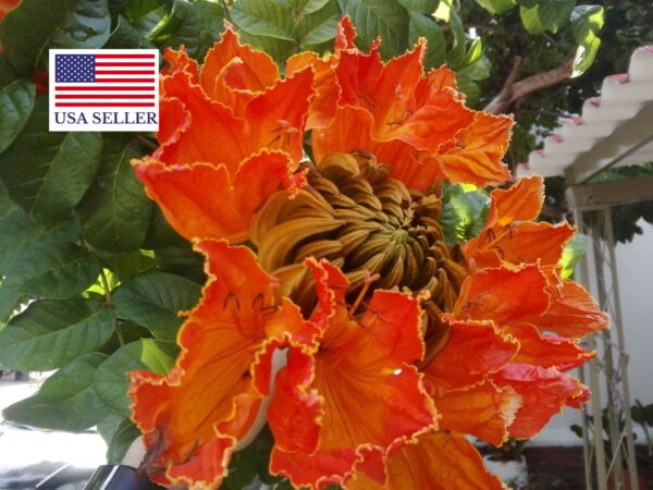 Spathodea campanulata / Spathodea nilotica - African Tulip Tree, Afrikanischer Tulpenbaum, Flame Tree, Flame-of-the-Forest, Kokoninsu, Nandi Flame, Tulipan, Tulipan Africano, Tulipier du Gabon - Image 10