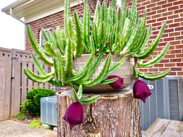 Stapelia leendertziae - Leendertz s Carrion Flower