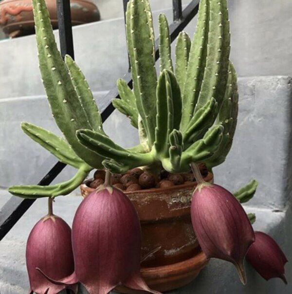 Stapelia leendertziae - Leendertz s Carrion Flower - Image 2