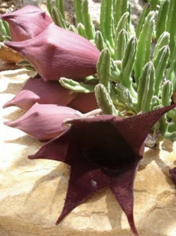 Stapelia leendertziae - Leendertz s Carrion Flower - Image 3