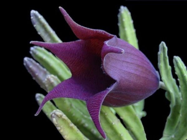 Stapelia leendertziae - Leendertz s Carrion Flower - Image 5