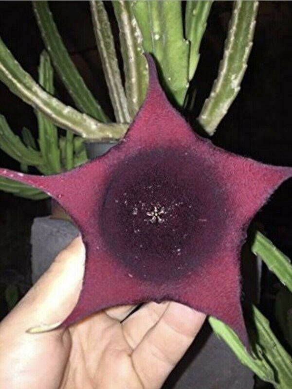 Stapelia leendertziae - Leendertz s Carrion Flower - Image 6