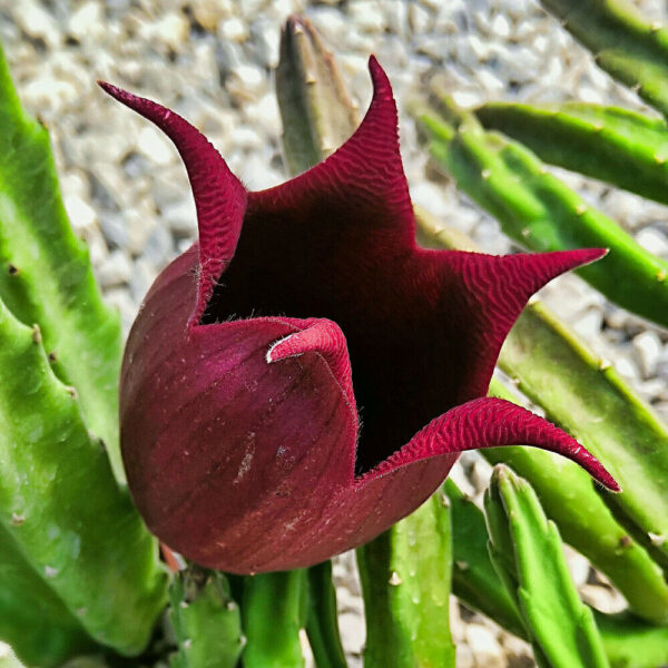 Stapelia leendertziae - Leendertz s Carrion Flower - Image 8