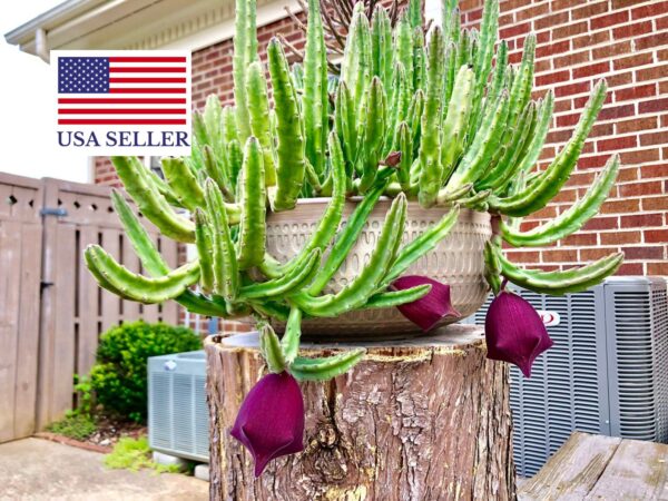 Stapelia leendertziae - Leendertz s Carrion Flower - Image 10