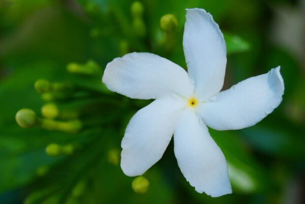 Tabernaemontana divaricata - Pinwheel Flower, Crape Jasmine, East India Rosebay, Nero's Crown