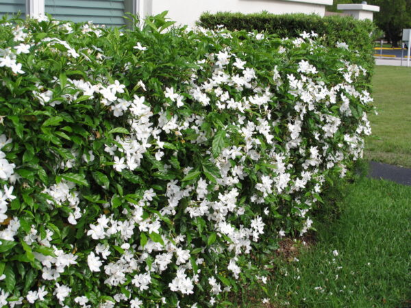Tabernaemontana divaricata - Pinwheel Flower, Crape Jasmine, East India Rosebay, Nero's Crown - Image 3